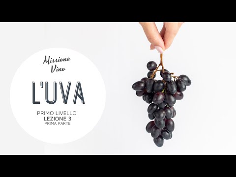 Lezione 3: L'uva - Prima parte