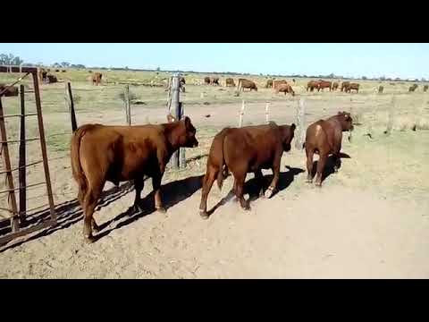 40 Terneros Angus colorados