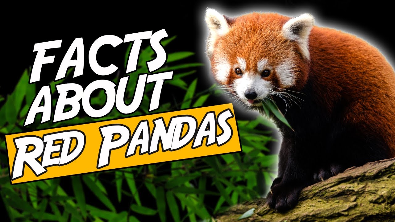 Top 10 Facts About Red Pandas You Didn't Know