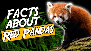 Top 10 Facts About Red Pandas You Didn't Know