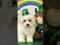 Bichon Frise dogs for sale: Huck - Video 1