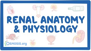 Renal anatomy and physiology