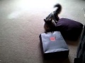 Athena Cat Growling Swearing