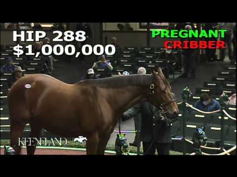 Hip 288, Ask the Moon - 2013 November Breeding Stock Sale