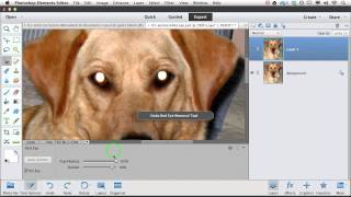 Remove Pet Eye Glare Using Photoshop Elements with Lesa Snider