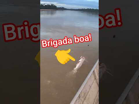 Pescaria do Surubim no Rio Mucajaí #pescaria #vlog