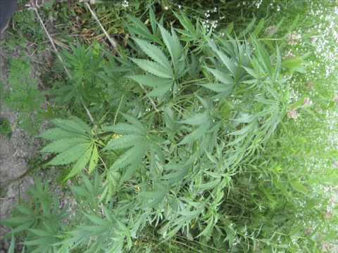 R.V.G feat Rasta & Mixa-Ona nam daje!!!