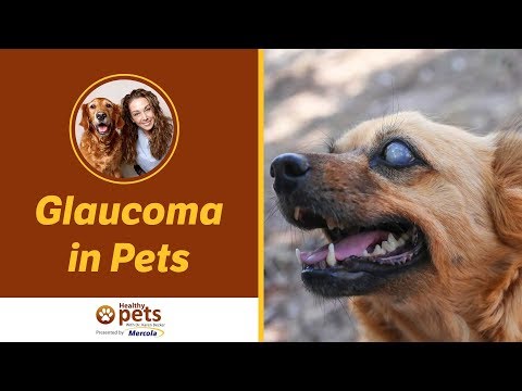 Glaucoma in Pets