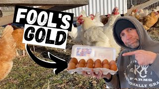 Is Selling Chicken Eggs Profitable?