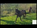 Mare Origin Recorded For sale 2021 Dark Bay