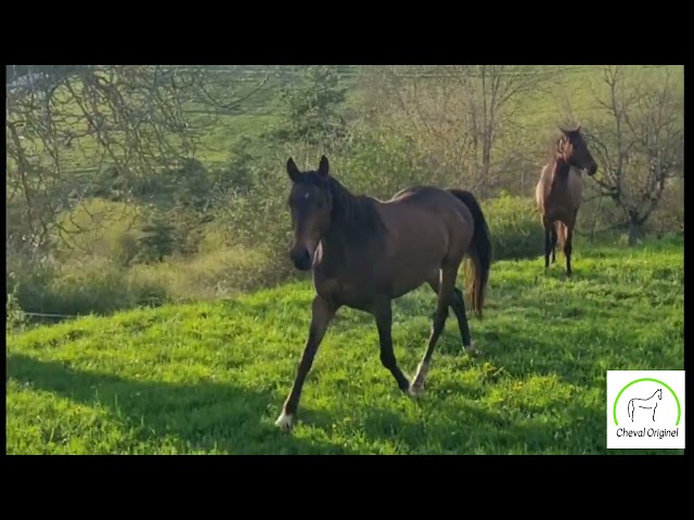 Mare Origin Recorded For sale 2021 Dark Bay