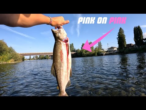 Campbell River PINK SALMON Fishing | Twitching, Fly Fishing, Bobber Downs, Underwater Strikes