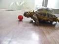 черепаха и помидор 