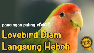 Download lagu Pancingan Dan Terapi Lovebird Malas Dan Macet Bunyi Agar Emosi Ikut Ngekek Ngetik Panjang mp3