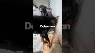 Understanding Power Dynamics in Dogs!