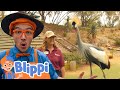 CRIKEY Blippi At Safari Blippi Educational Videos For Kids Moonbug Subtitles