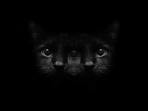 RENK C.A - GATO NEGRO