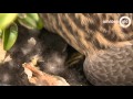 Bertus uit Elst is opnieuw pleegvader van jonge eendjes Omroep Gelderland