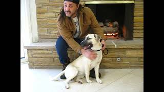 Video preview image #1 Mutt Puppy For Sale in Enfield, CT, USA