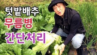 텃밭 배추재배 무름병은 ㄱㅓㄲㅏㅇㅣㄲㅓ 간단 처리 /벌레 먹은 배추는 요렇게 간단 해결 / 배추무름병 배추 …