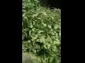 Helfrick Espaces Verts A Saumur Paysagiste Et Elagueur A Saumur Pres De Doué Et Longué Jumelles