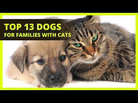BEST DOGS FOR FAMILIES WITH CATS |Top 13 breeds to get that are cat friendly