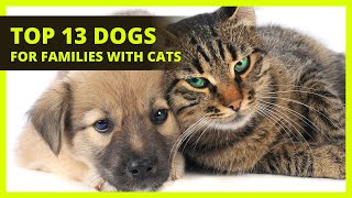 BEST DOGS FOR FAMILIES WITH CATS |Top 13 breeds to get that are cat friendly