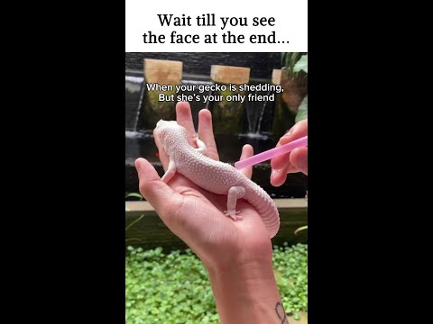 This is why I can’t help but love geckos…