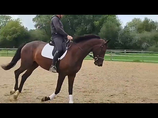 Dynamic Dream offspring