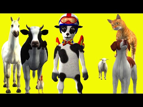 KAFSHET SHTEPIAKE Shqip | Kolopucat.tv