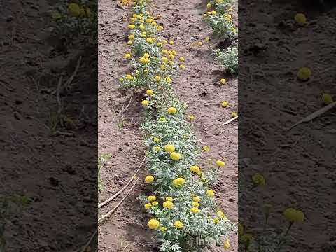 Samanthi poo garden #nature #naturelovers #naturalbeauty #natural #flowers #flower #flowergarden