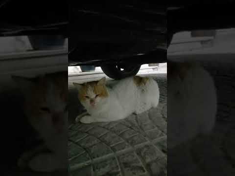 Under the car#Cat🐈‍⬛
