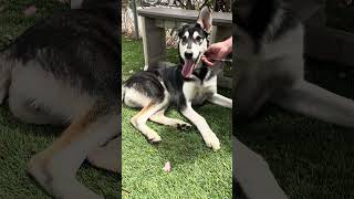 Video preview image #1 Siberian Husky-Unknown Mix Puppy For Sale in Pasadena, CA, USA