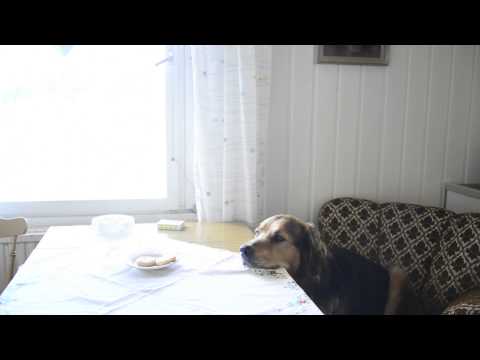 The patience of a dog