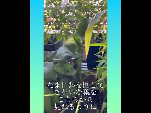 植物の構造-柳の枝編み細工品-キャビン-ガーデン-ベンチ