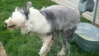 Fozzie swims in water trough