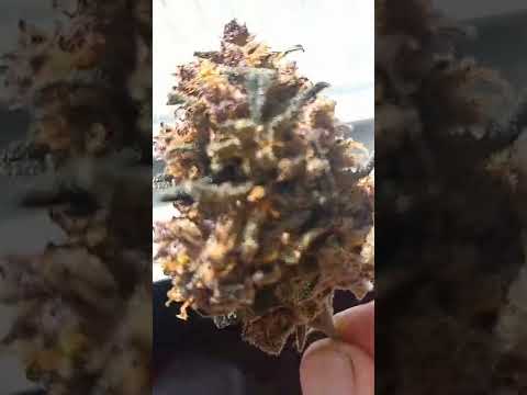 blue dream autoflower cured