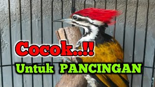 Download lagu Suara burung pelatuk bawang gacor mp3