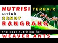 The Best Nutrition For Weaver Ants