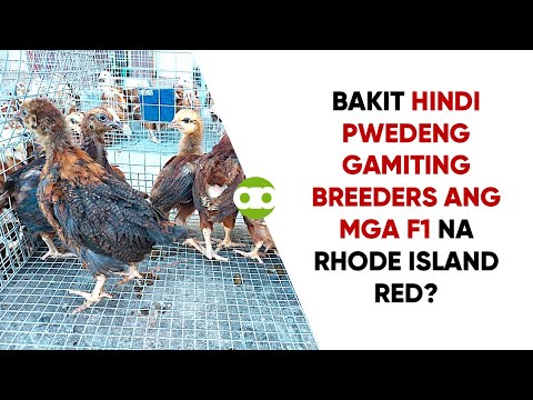 Bakit Hindi Pwedeng Gamiting Breeders ang mga F1 na Rhode Island Red?