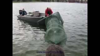 How to Use a Fyke Net to Capture Yellow Perch