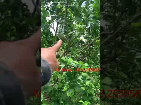 BÁN VƯỜN BƯỞI 1,5 HA – CÓ 1400 GỐC (7 NĂM TUỔI) ĐANG THU HOẠCH