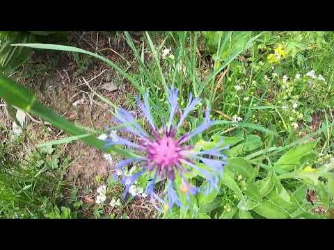 Traumhafte 4 Tages Jura Wanderung 1.Tag Les pres d Orvin auf den Chasseral