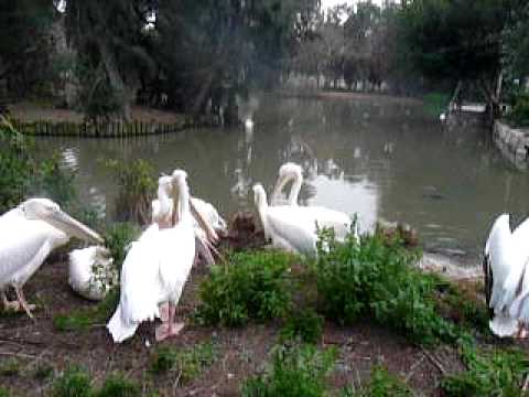 Pelicans in Safari