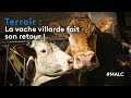 Terroir : la vache Villarde fait son retour !