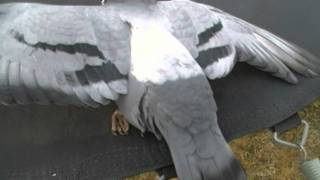 pigeon kill