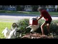 Video Shows Man Putting Baby Swans In Cooler At Orlando S Lake Eola Park