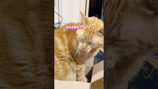 it's a cat.猫です！愛猫に何か違和感！#animals #子ネコ #保護猫 #ちゃとら #ねこのいる生活 #猫のいる暮らし #アメショ #kitten #cute