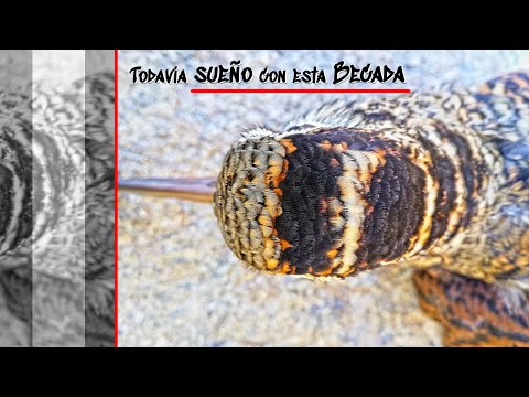 Caza de BECADAS 💥¡Nunca tendré una tan cerca!💥