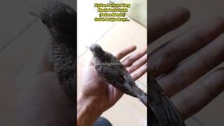 Download lagu Perkutut Piyikan Belajar Bunyi Di Tangan |Kholiqperkutut mp3 Download lagu Perkutut Piyikan Belajar Bunyi Di Tangan |Kholiqperkutut mp3